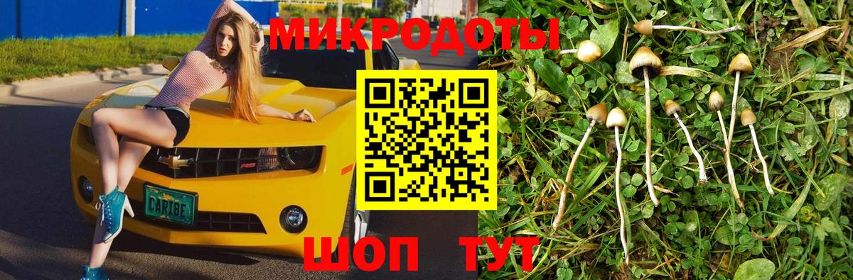 Псилоцибиновые грибы Psilocybe Омск
